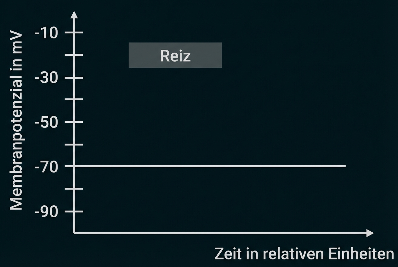 Grafik: Membranpotenzial (mV) vs Zeit; Ruhepotential bei −70 mV, grauer Kasten "Reiz" oberhalb der Linie.